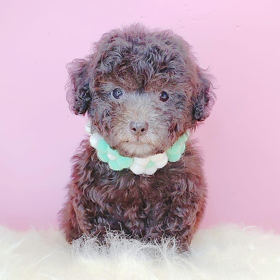 Poodle 娉拌开璐靛