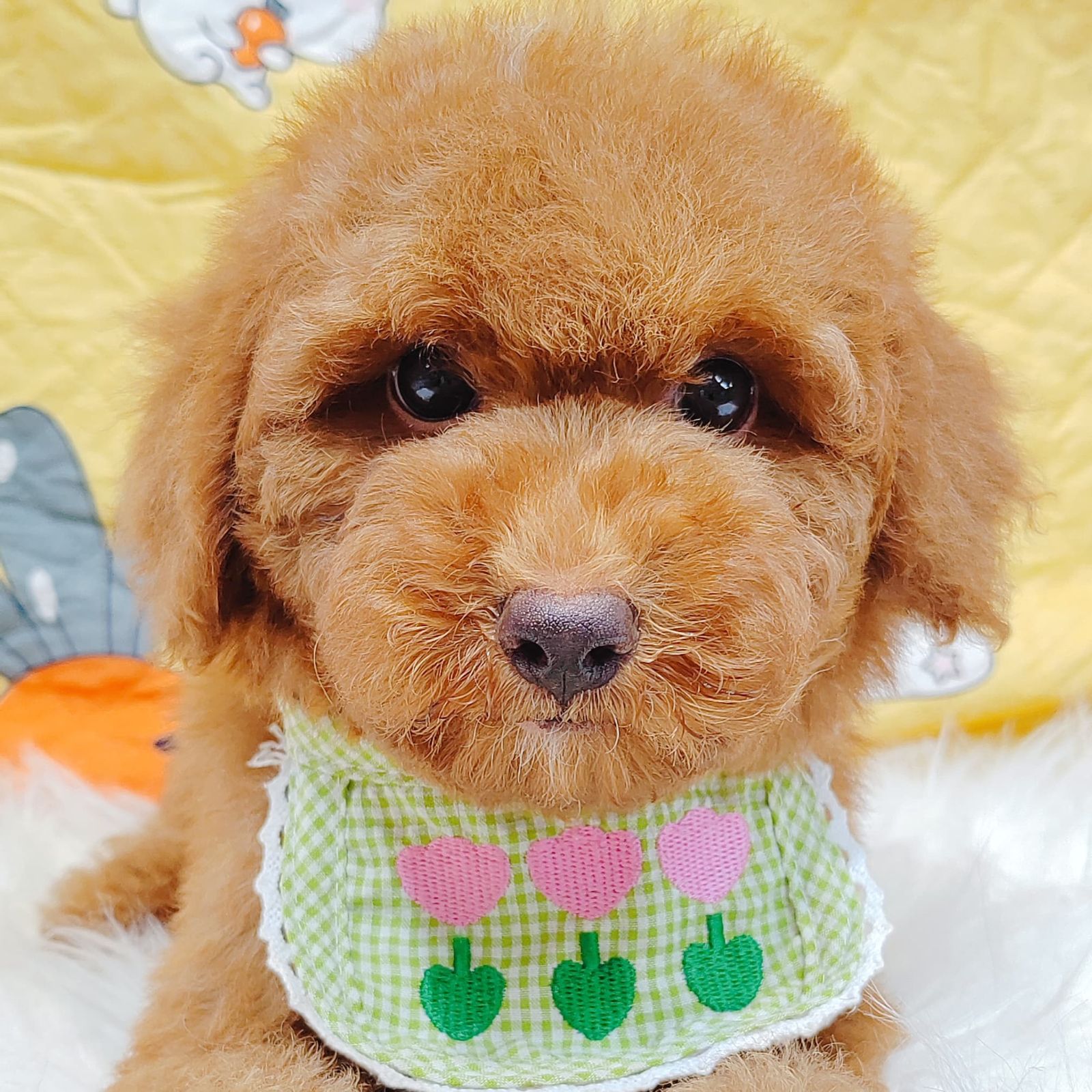 Poodle 璐靛娉拌开