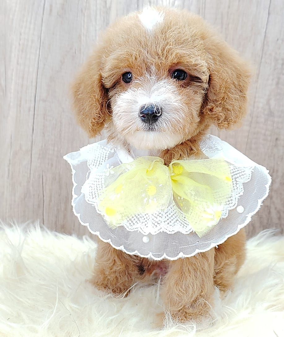 Maltipoo 马尔泰迪