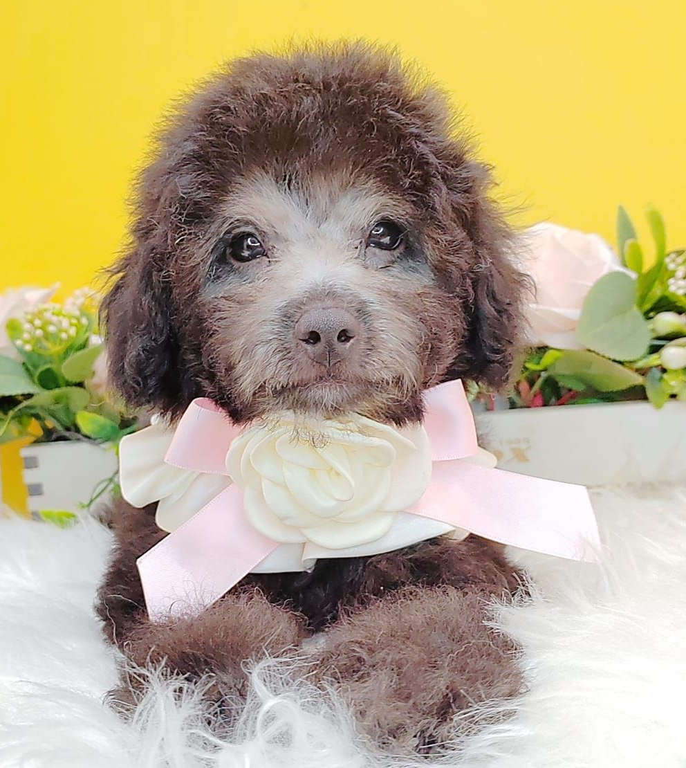 Poodle 娉拌开璐靛