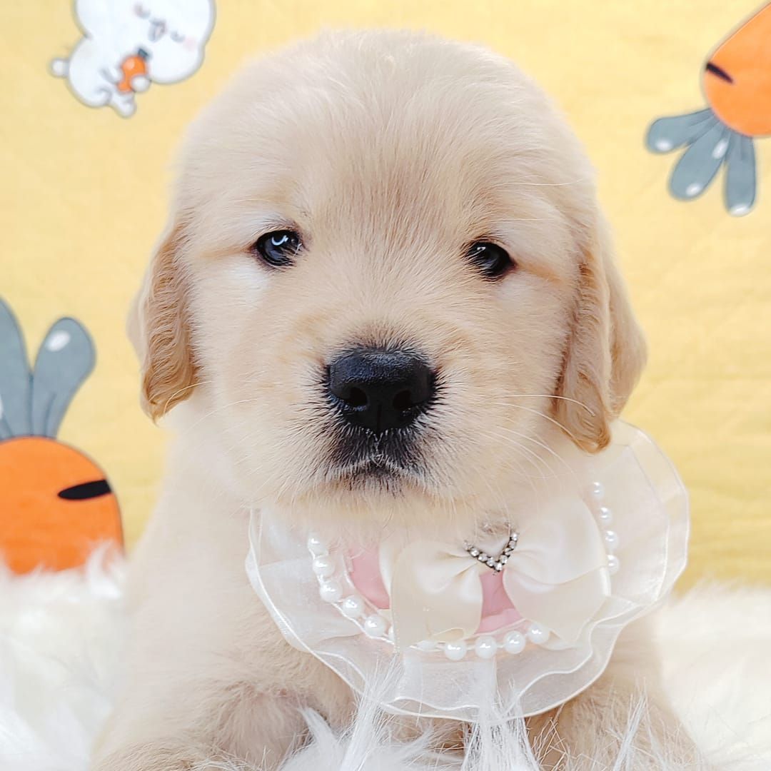 Golden Retriever 黄金猎犬