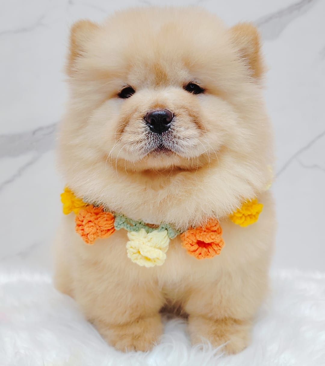 Chow Chow 松狮犬
