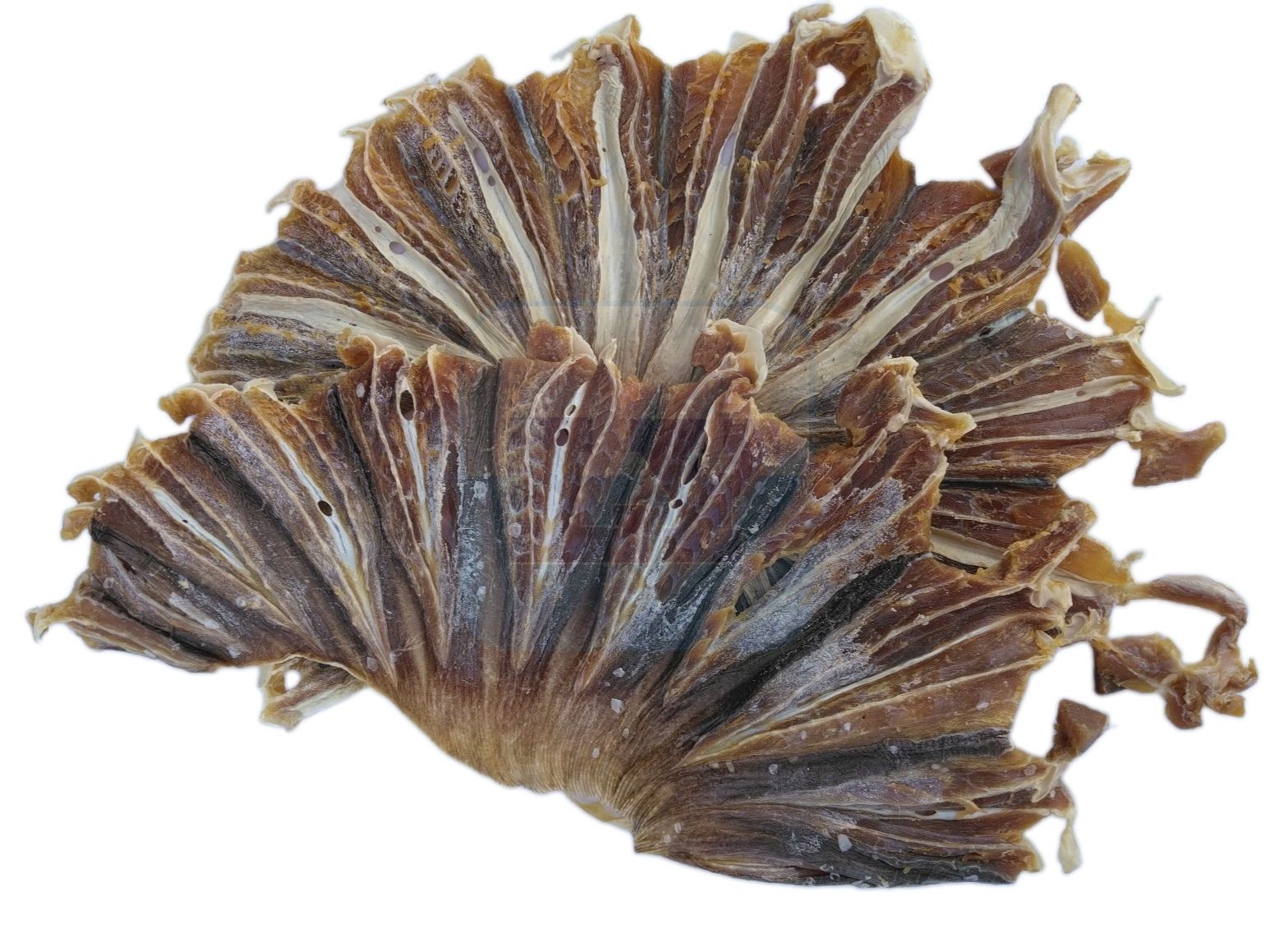 Ikan Masin Pari Kipas
