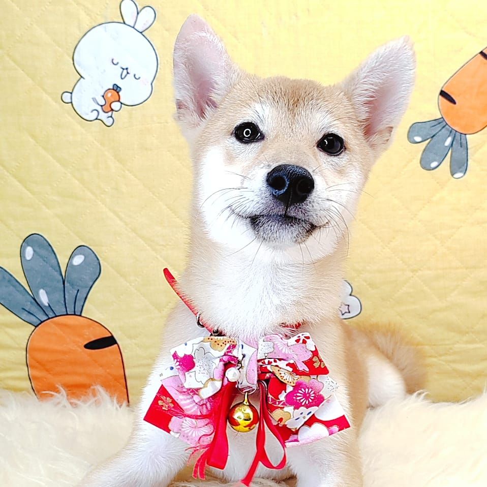 Shiba Inu 柴犬