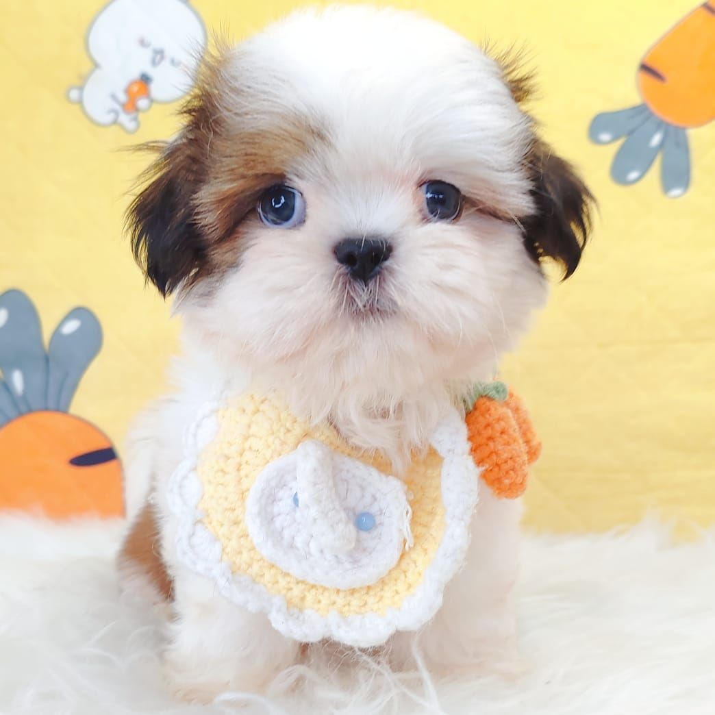 Shih Tzu 西施