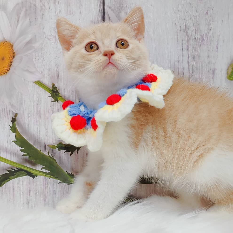 British Short Hair ( BSH ) 英短猫咪