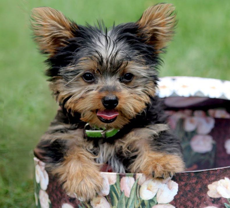 Yorkshire Terrier 约克夏