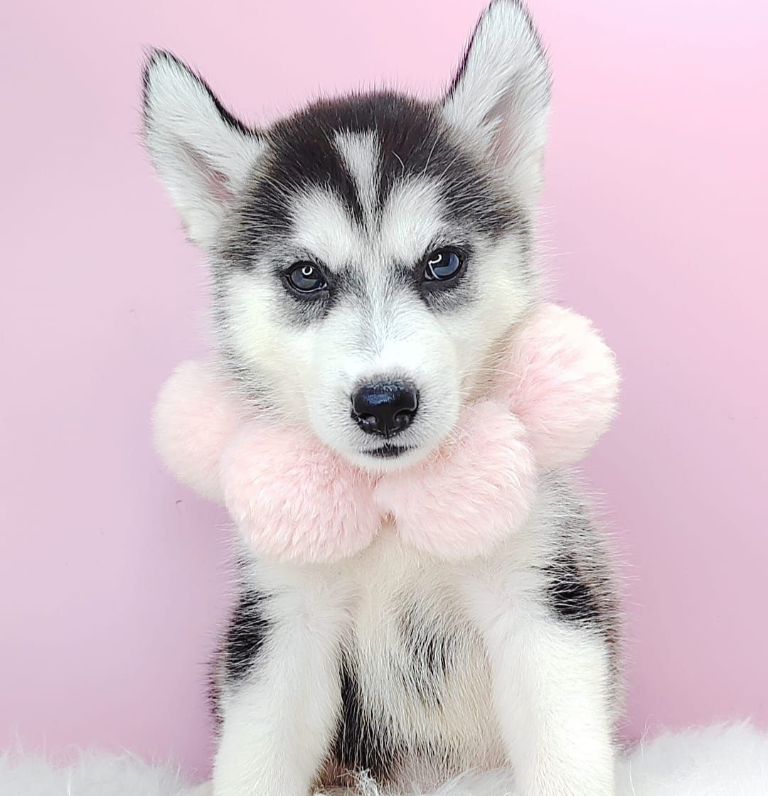 Siberian Husky 西伯利亚哈士奇