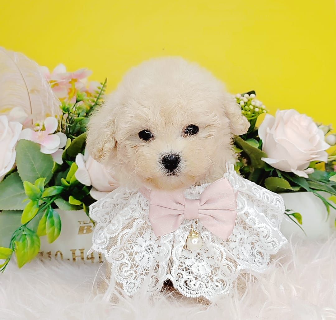 Poodle 娉拌开璐靛