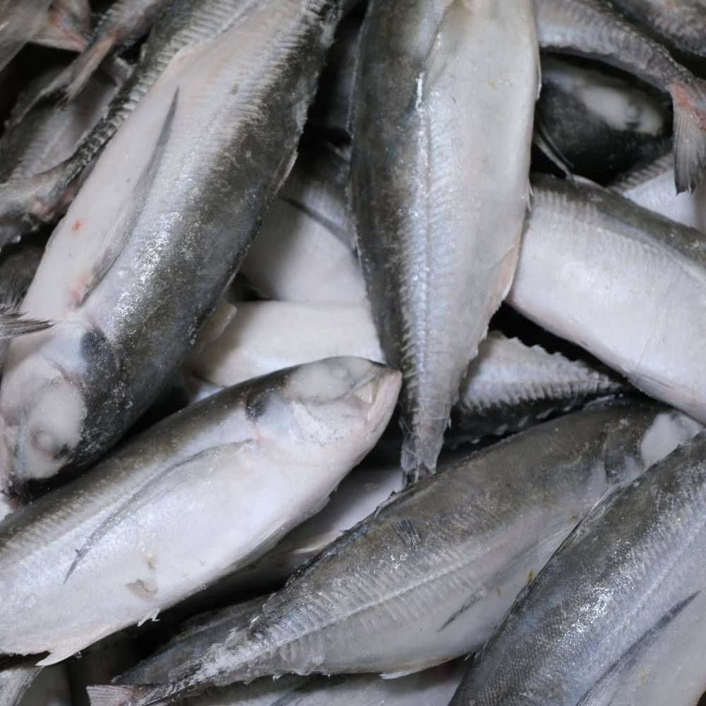 Frozen Ikan Cencaru
