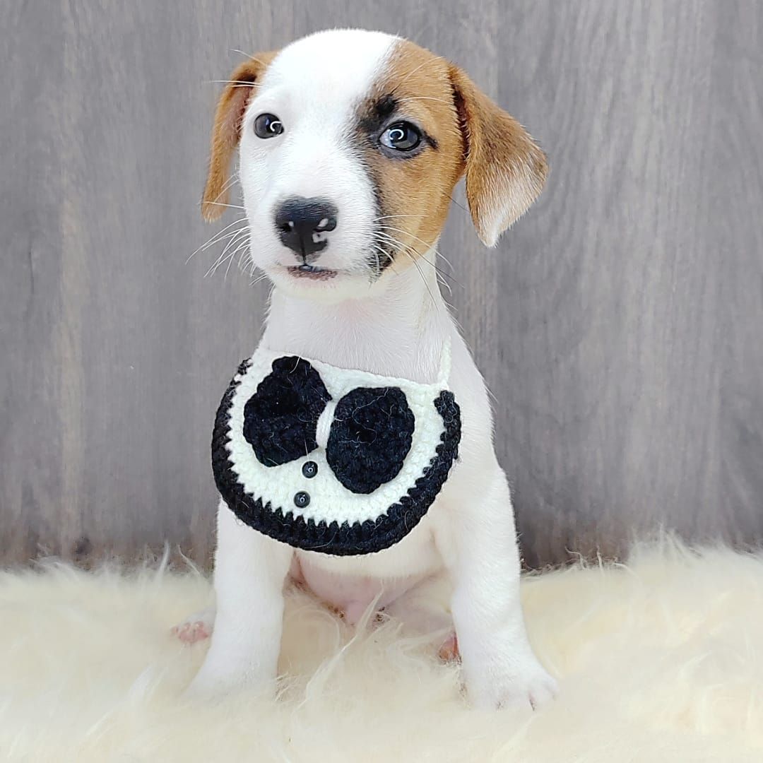 Jack Russell Terrier 杰克罗素梗