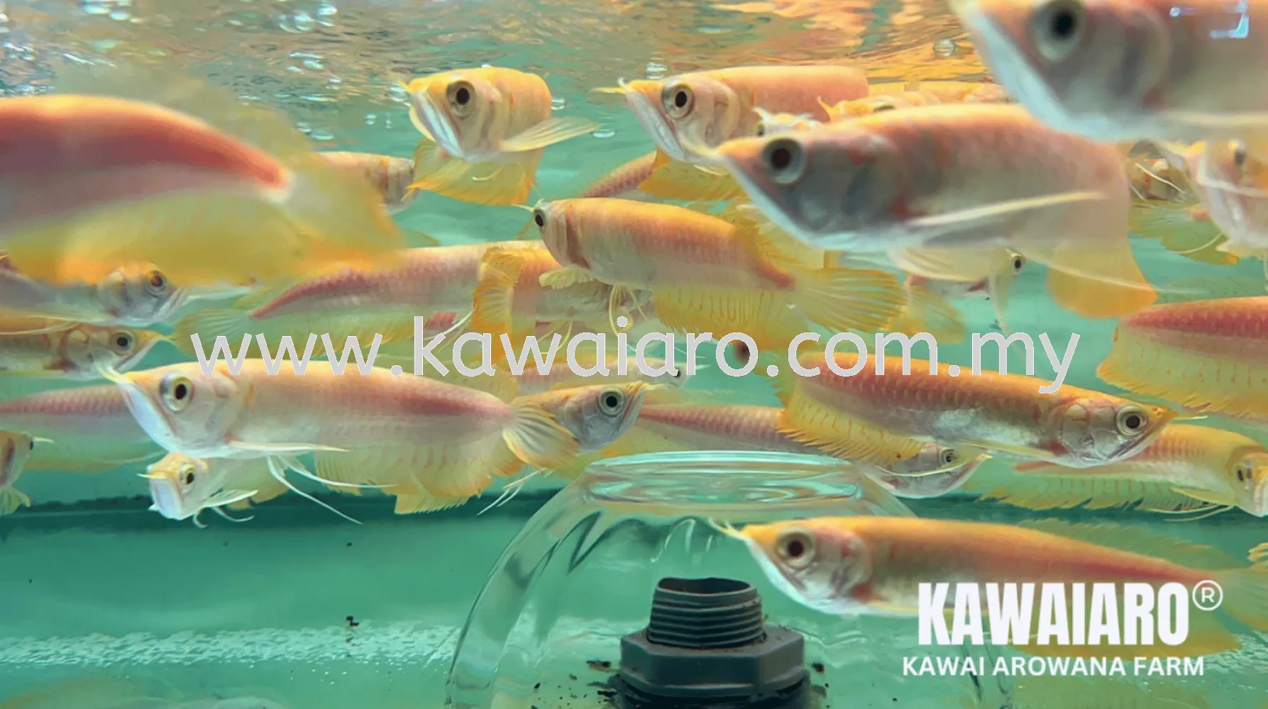 Albino Silver Arowana