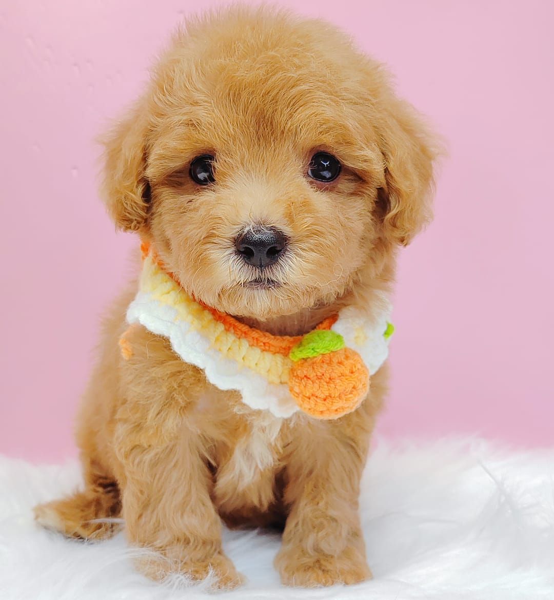 Maltipoo 马尔泰迪