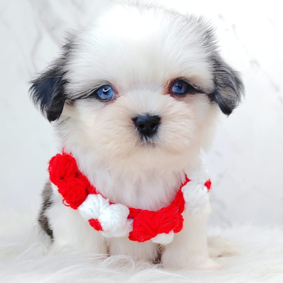 Shih Tzu 西施
