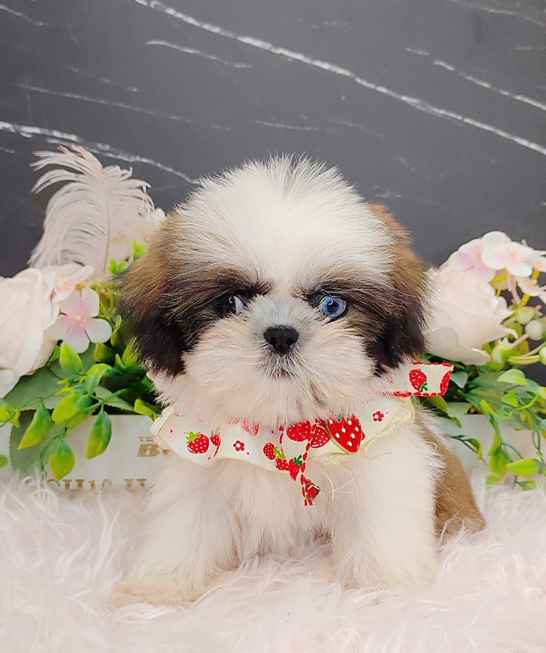 Shih Tzu 西施