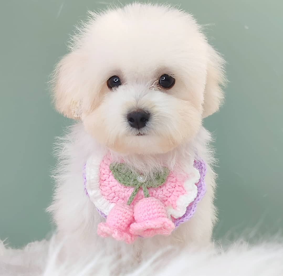 Maltipoo 马尔泰迪