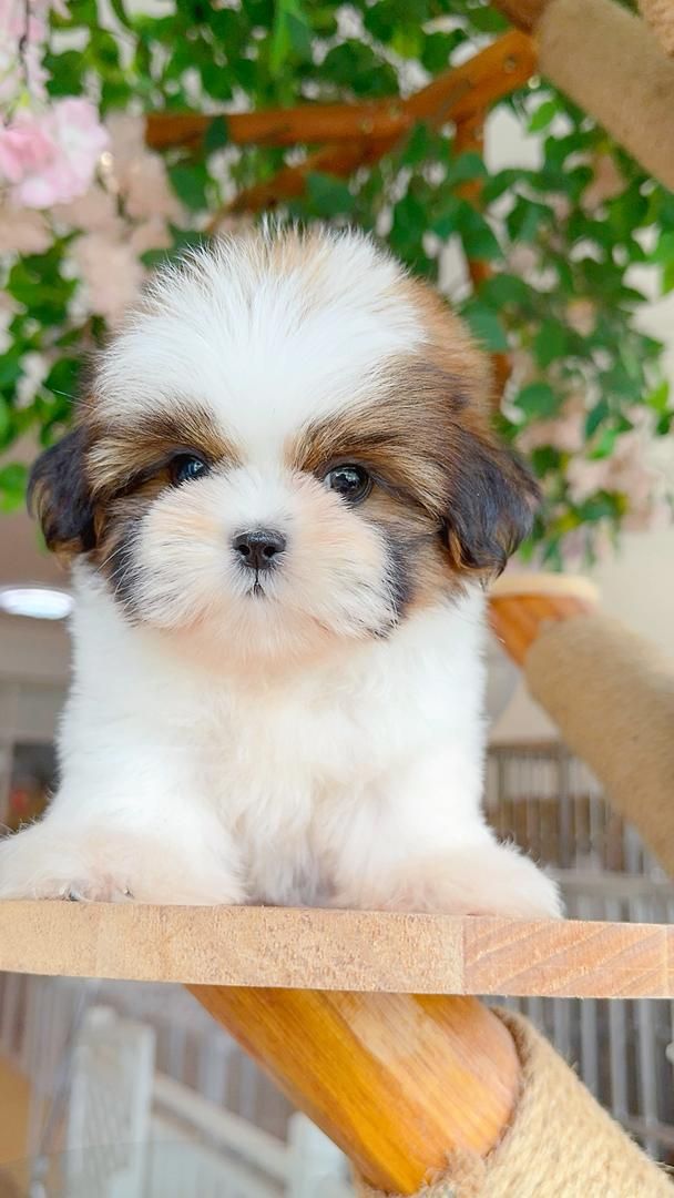 Shih Tzu 西施