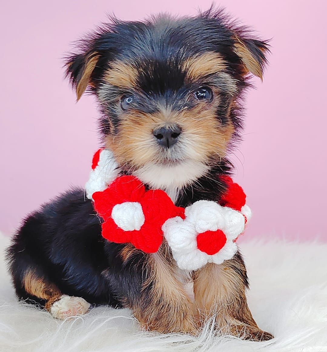 Yorkshire Terrier 约克夏