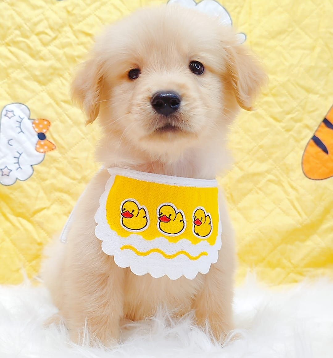 Golden Retriever 黄金猎犬