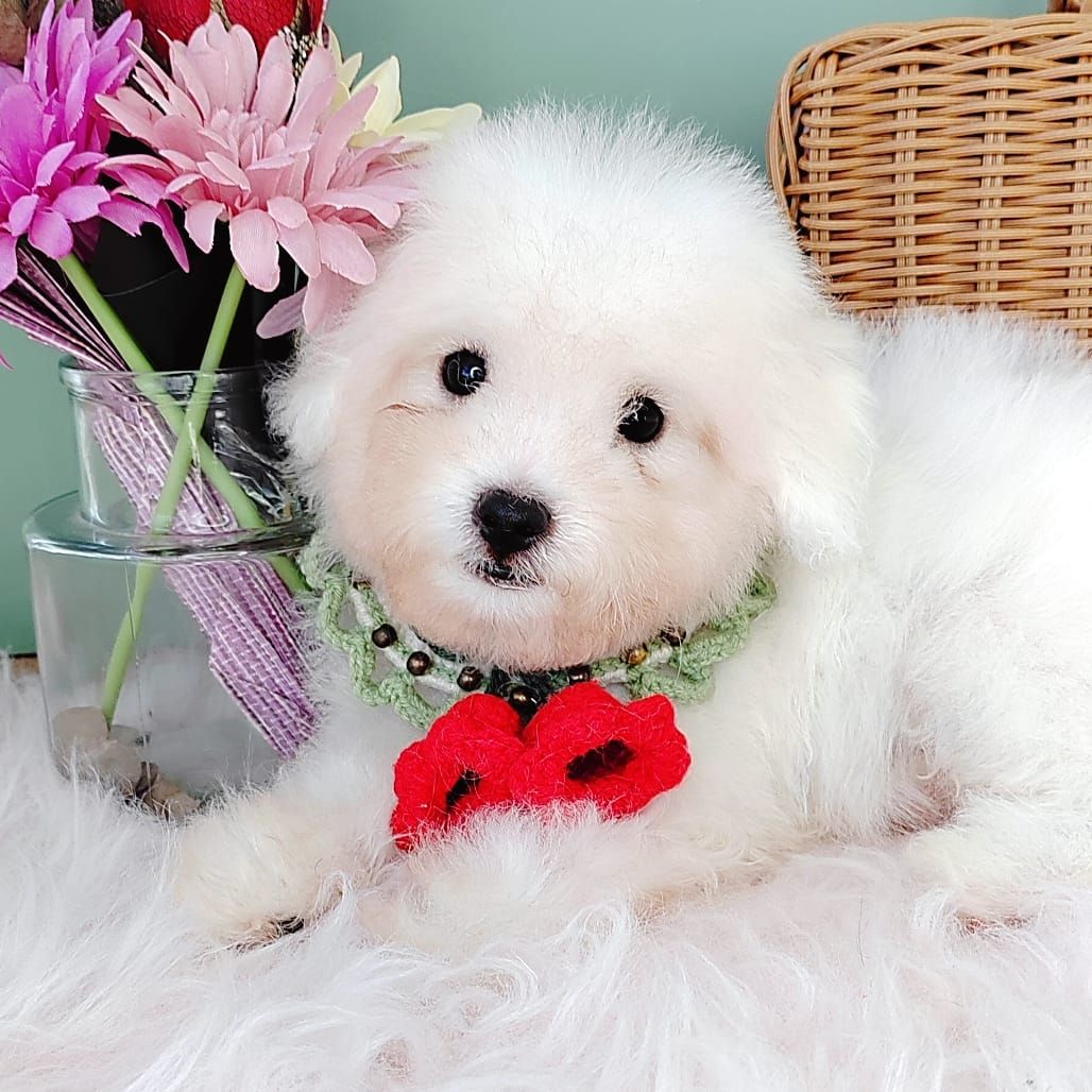 Bichon Frise 比熊
