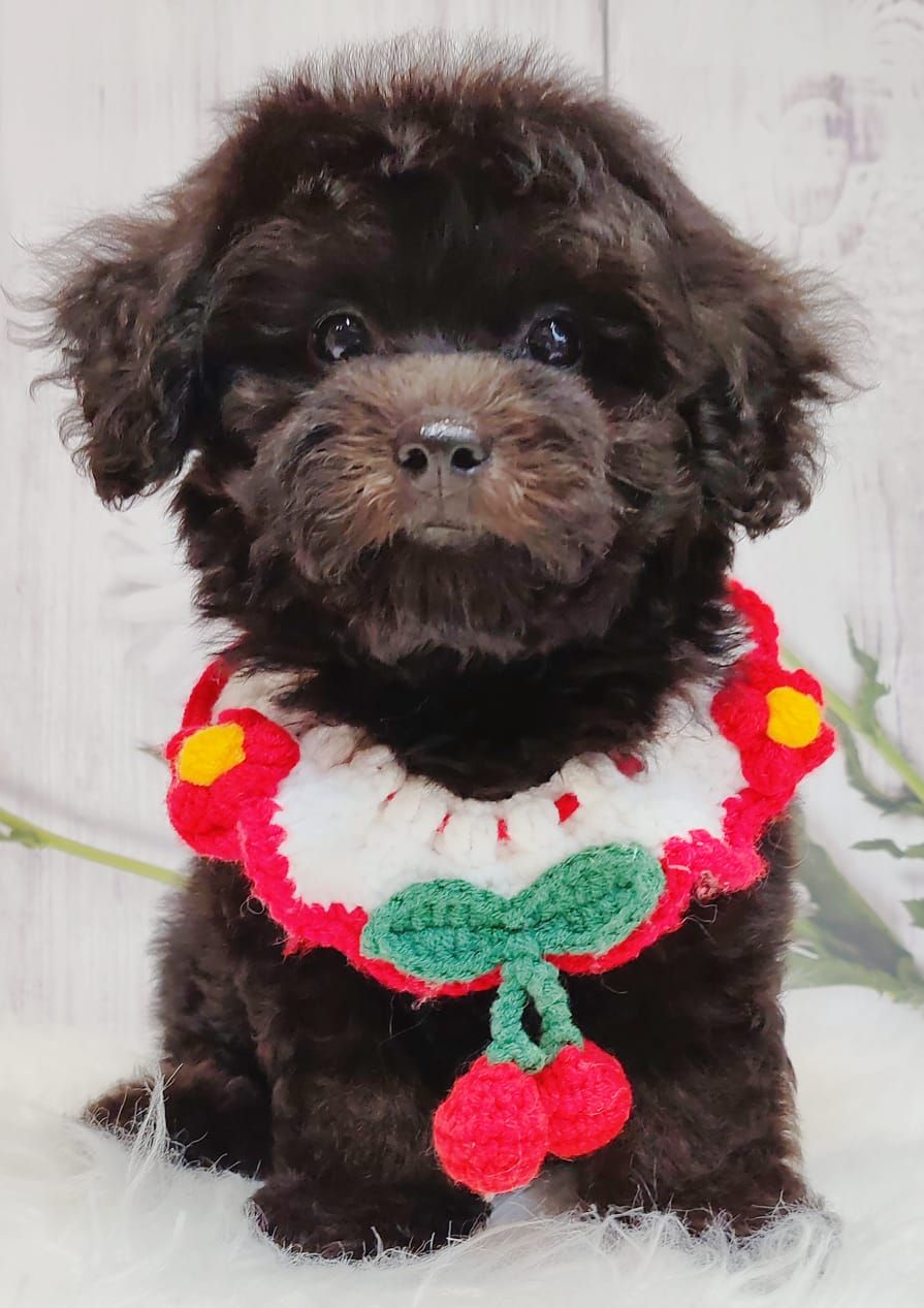 Poodle 娉拌开璐靛