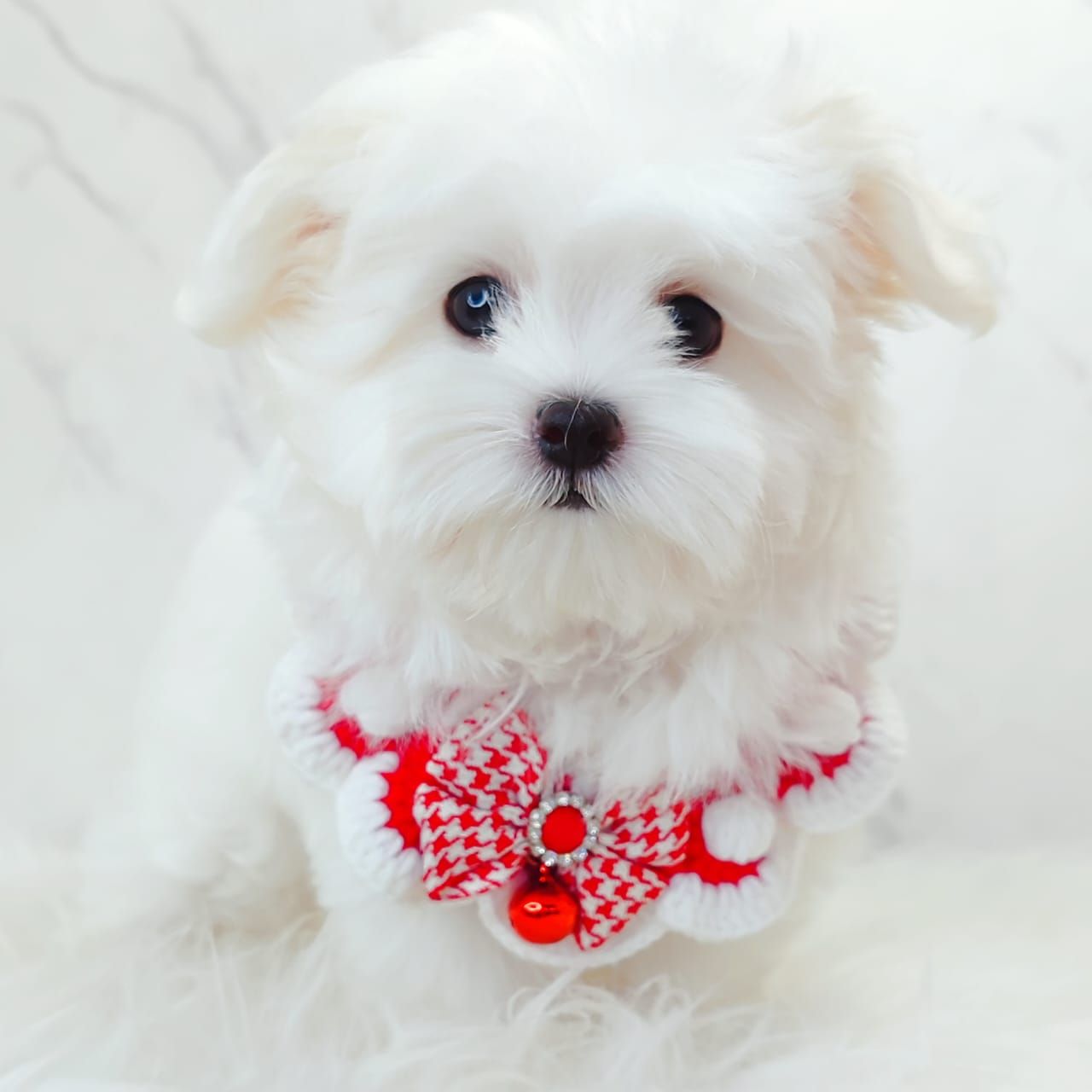 Maltese 马尔济斯
