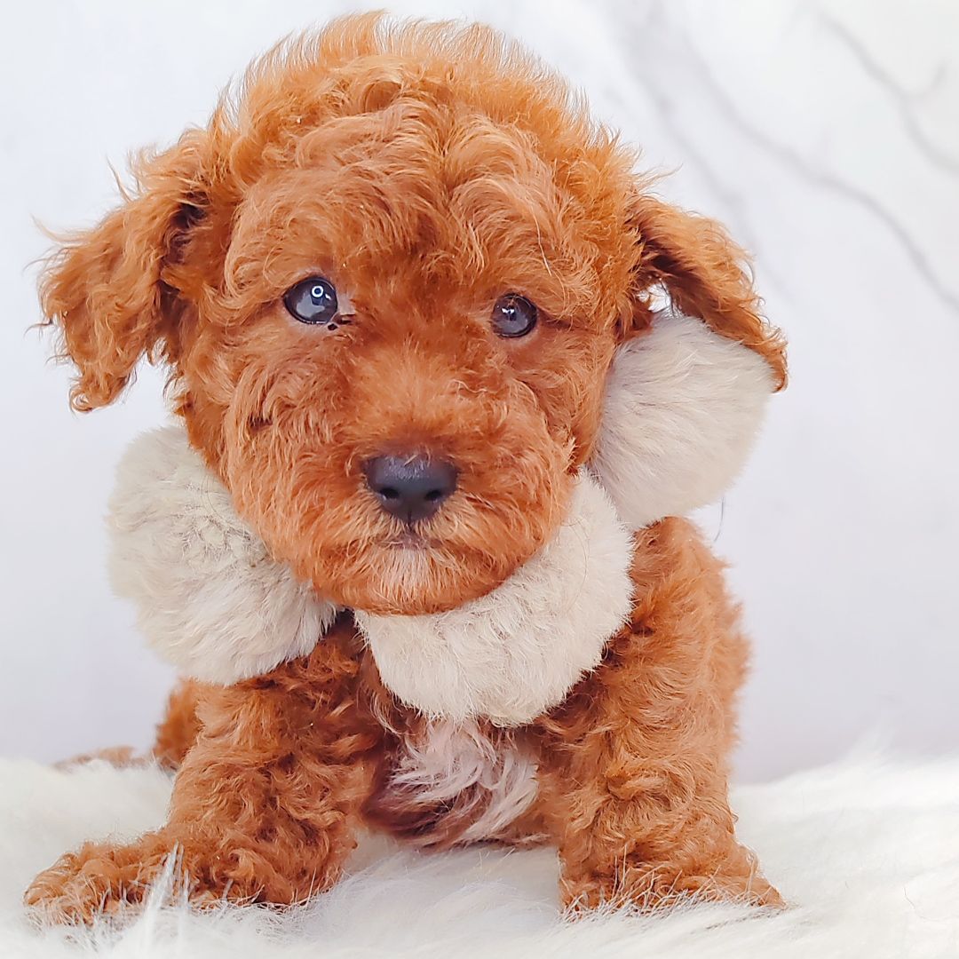 Poodle 娉拌开璐靛