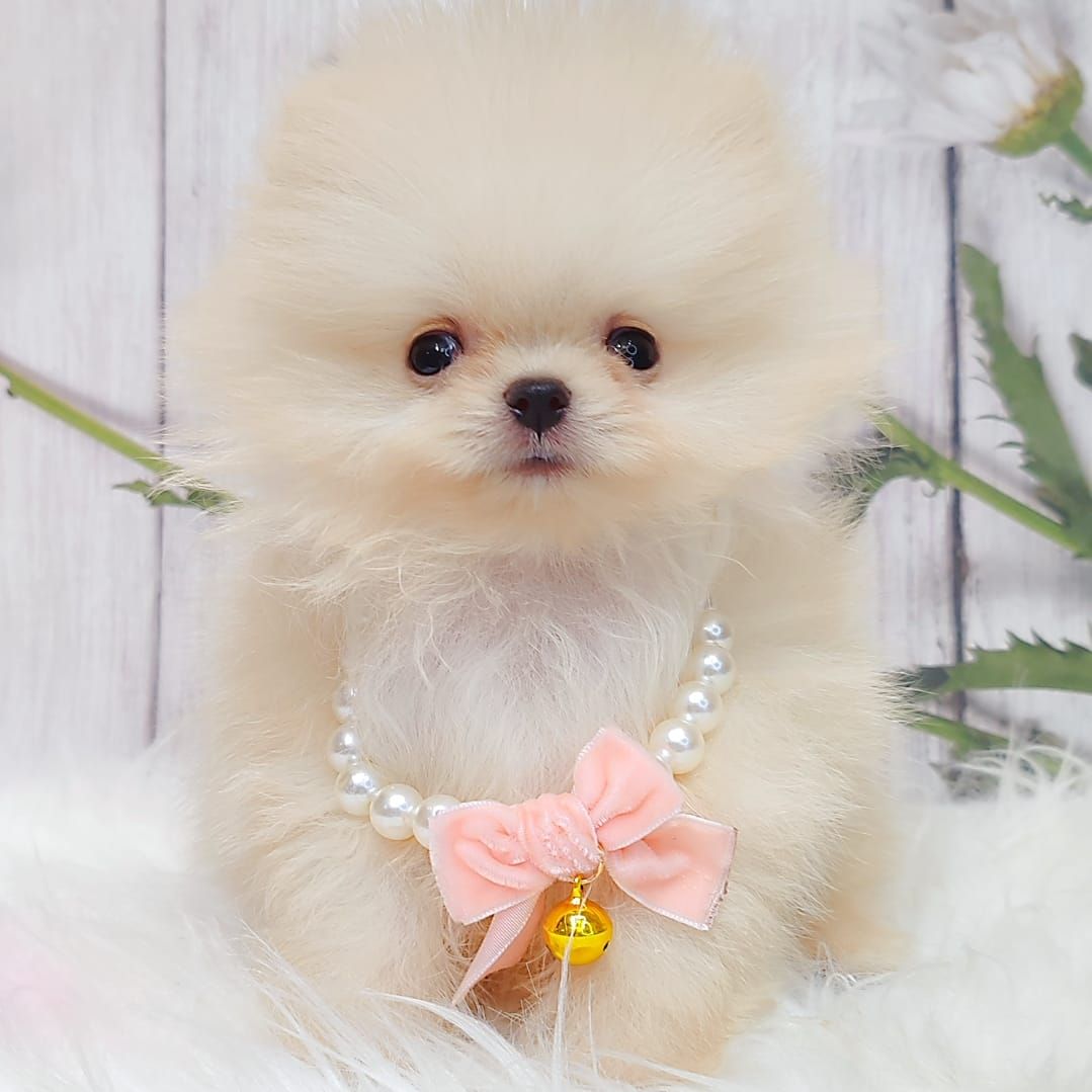 Pomeranian 博美