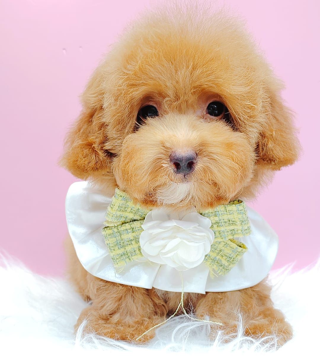 Poodle 娉拌开璐靛