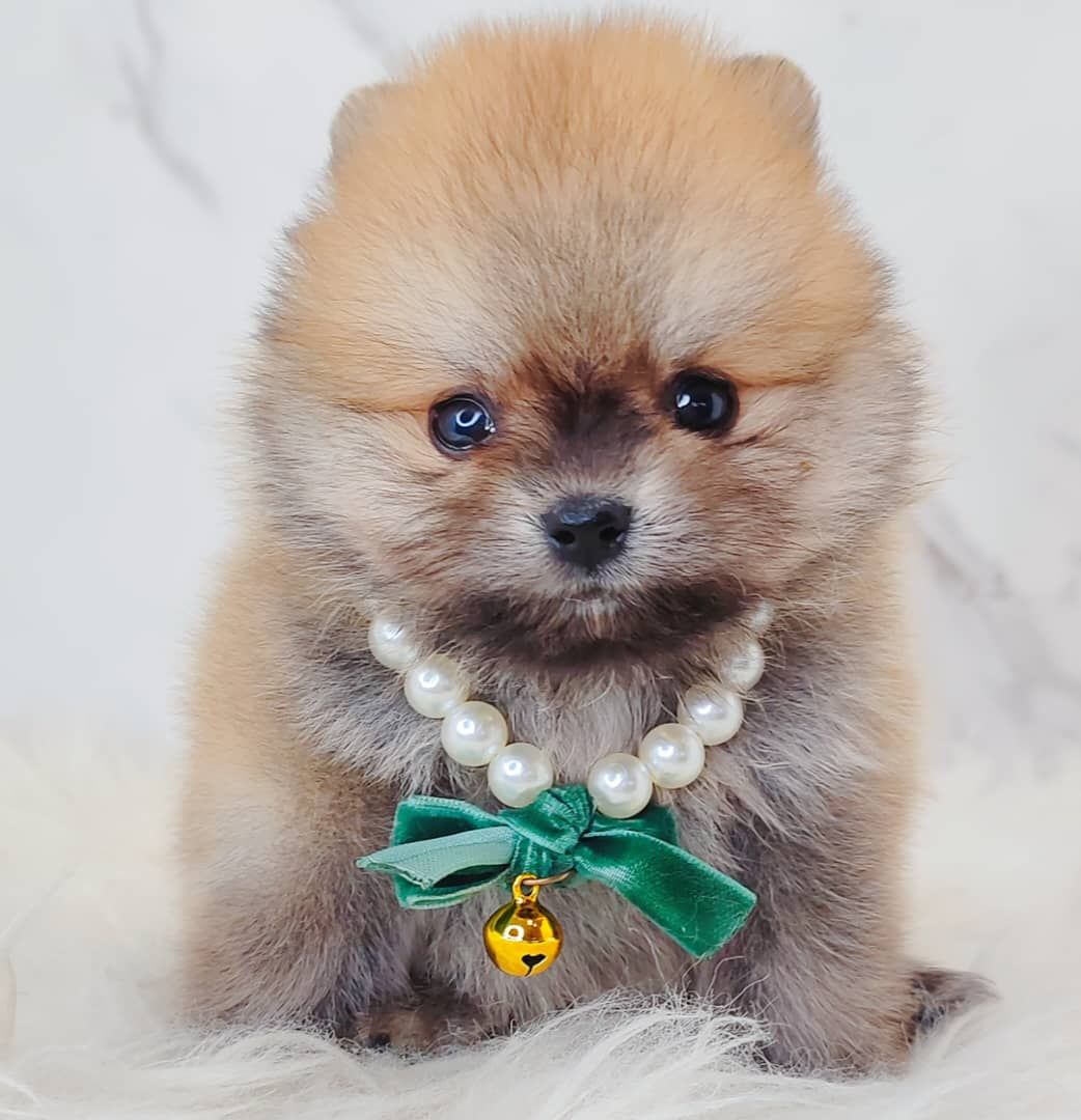 Pomeranian 博美