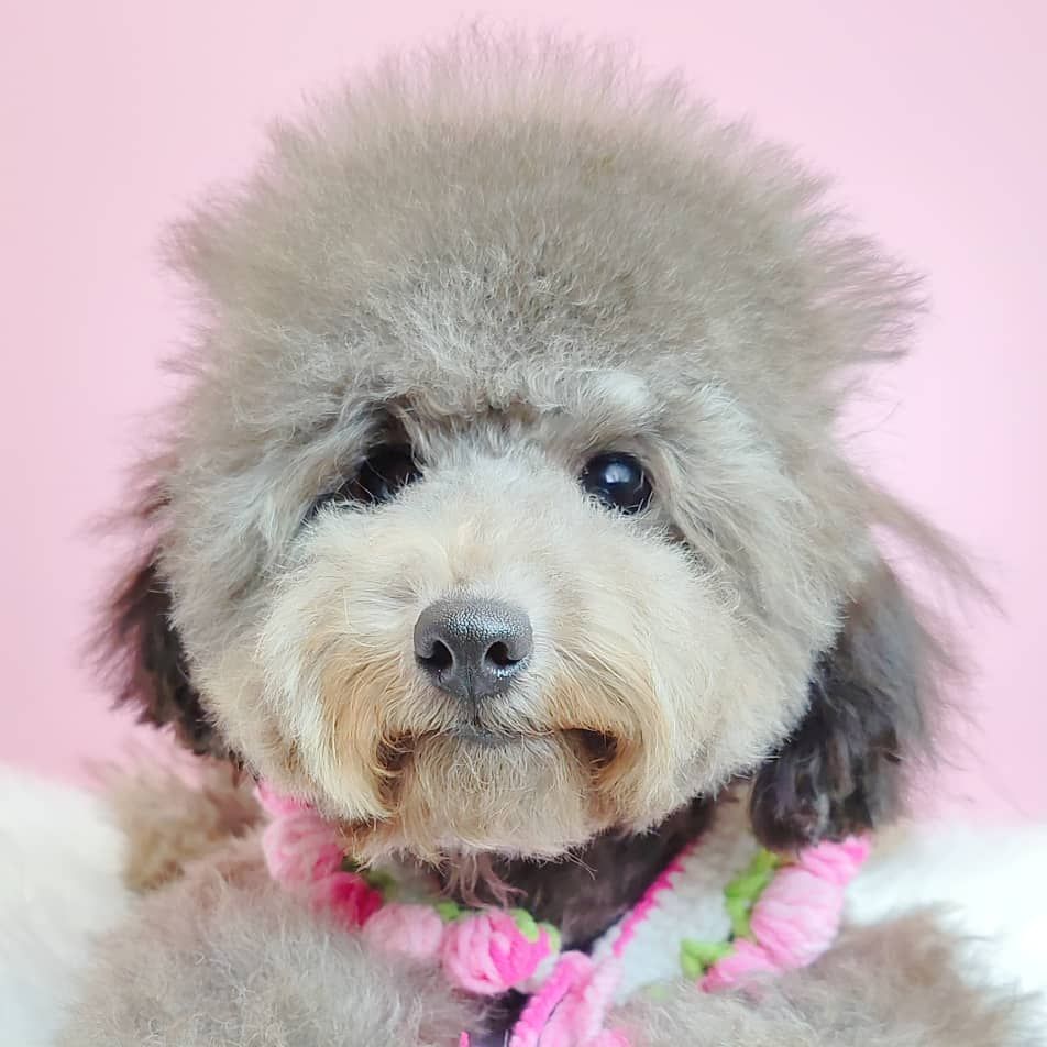 Poodle 娉拌开璐靛