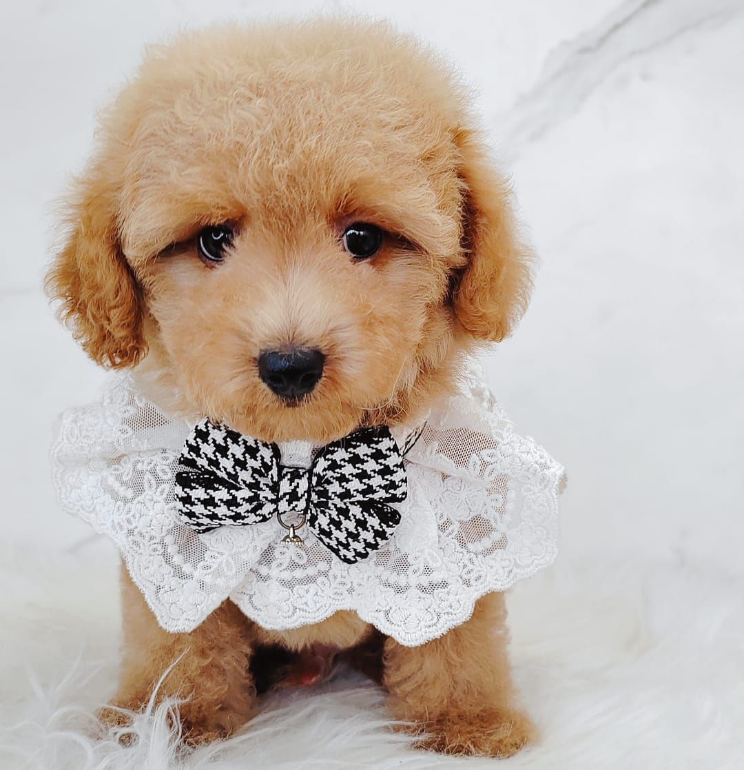 Poodle 娉拌开璐靛