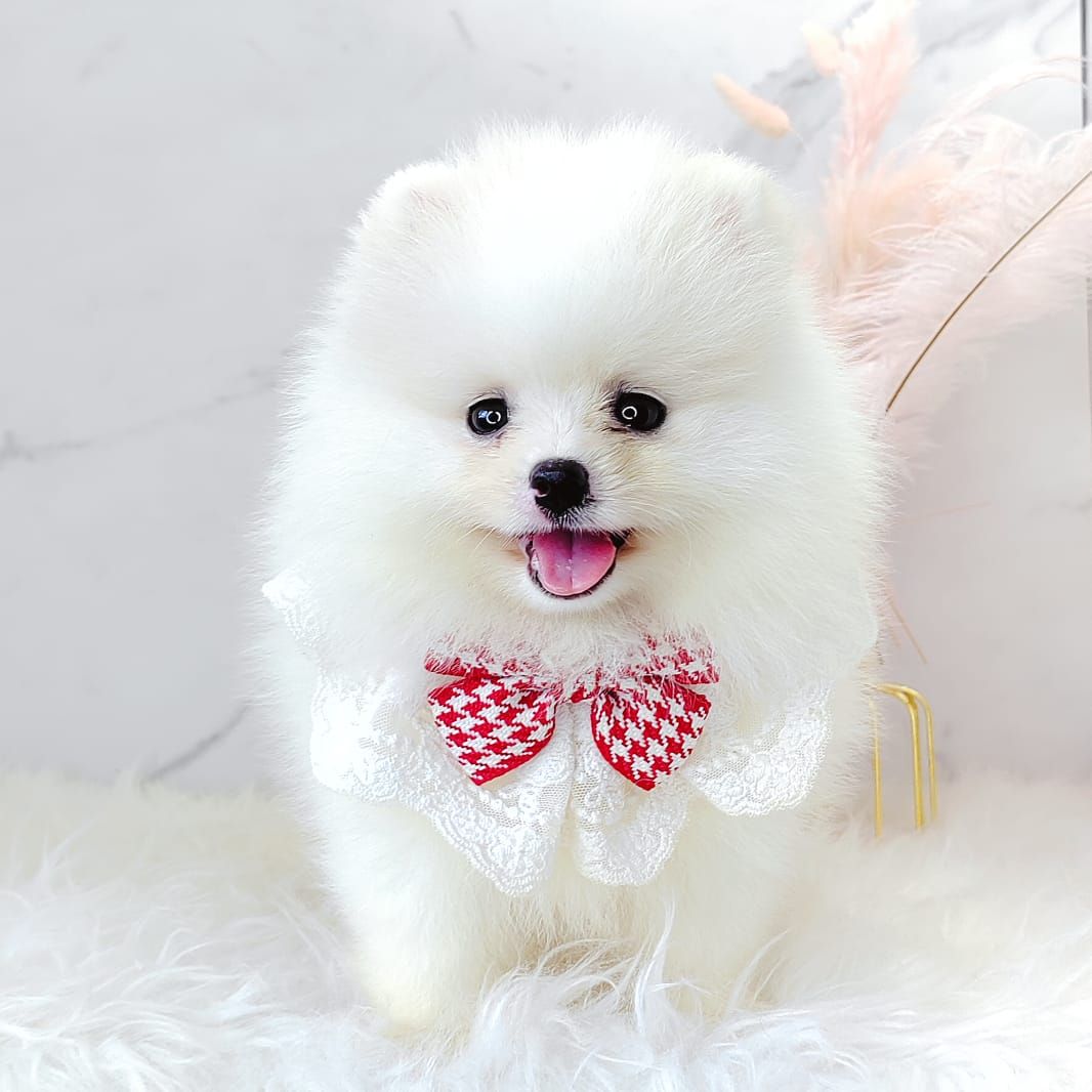 Pomeranian 博美