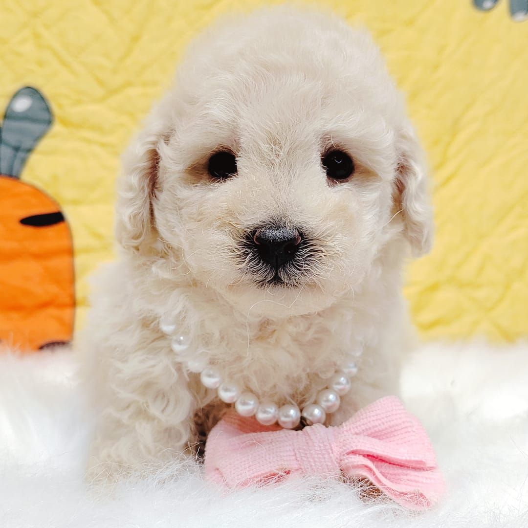 Maltipoo 马尔泰迪
