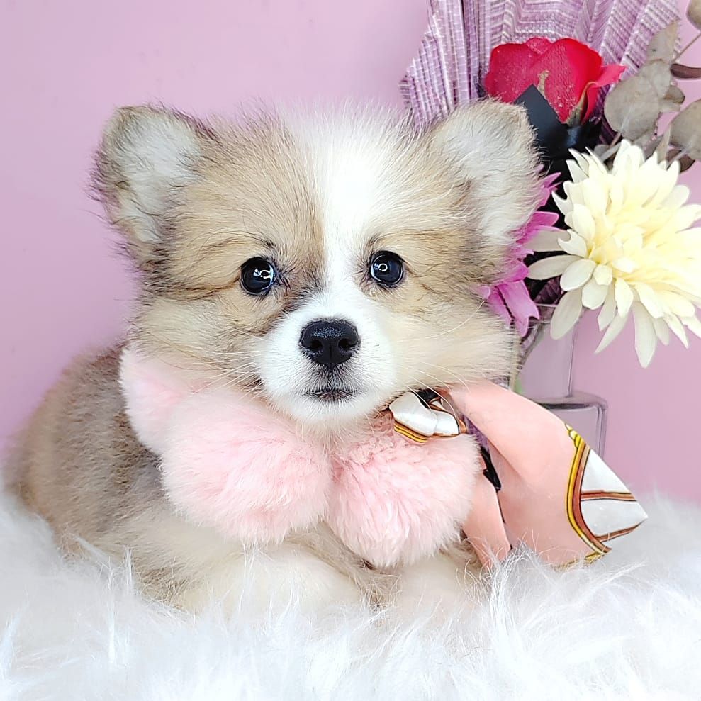 Welsh Corgi 柯基