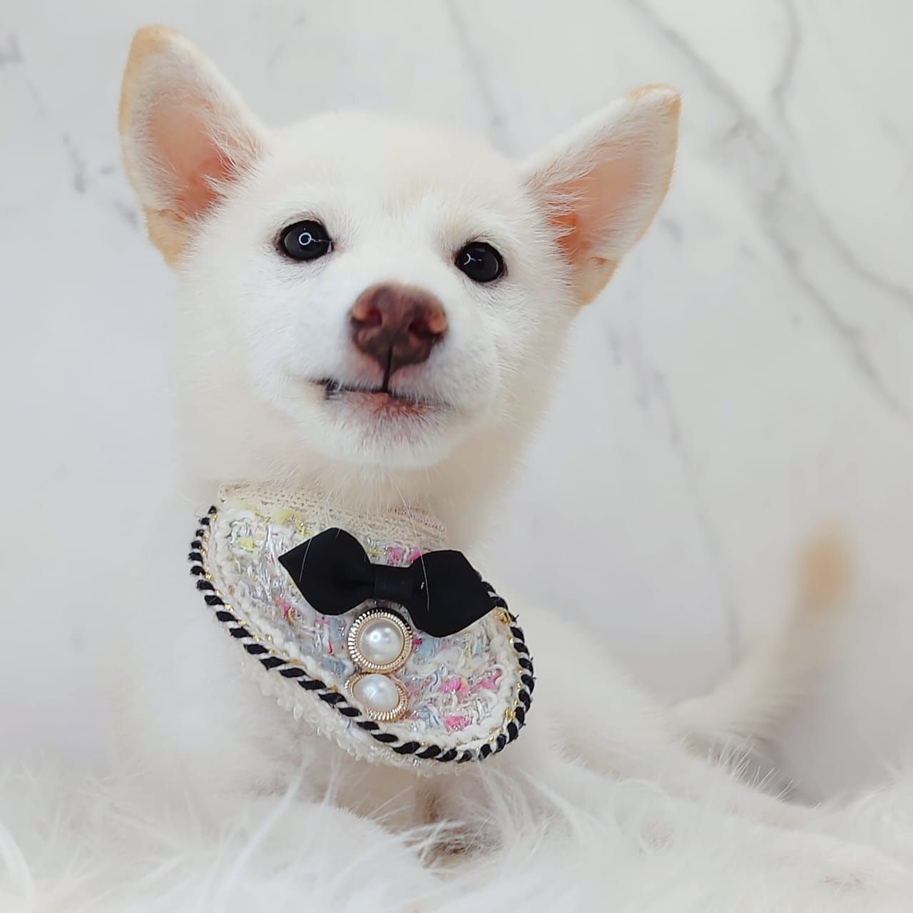 Shiba Inu 柴犬