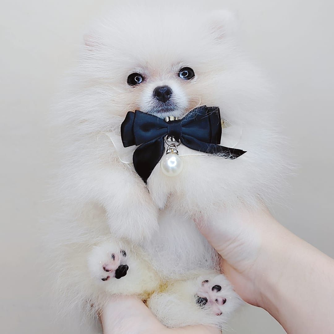 Pomeranian 博美