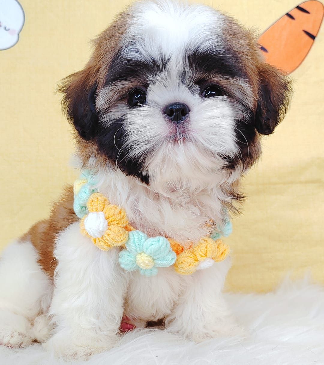 Shih Tzu 西斯