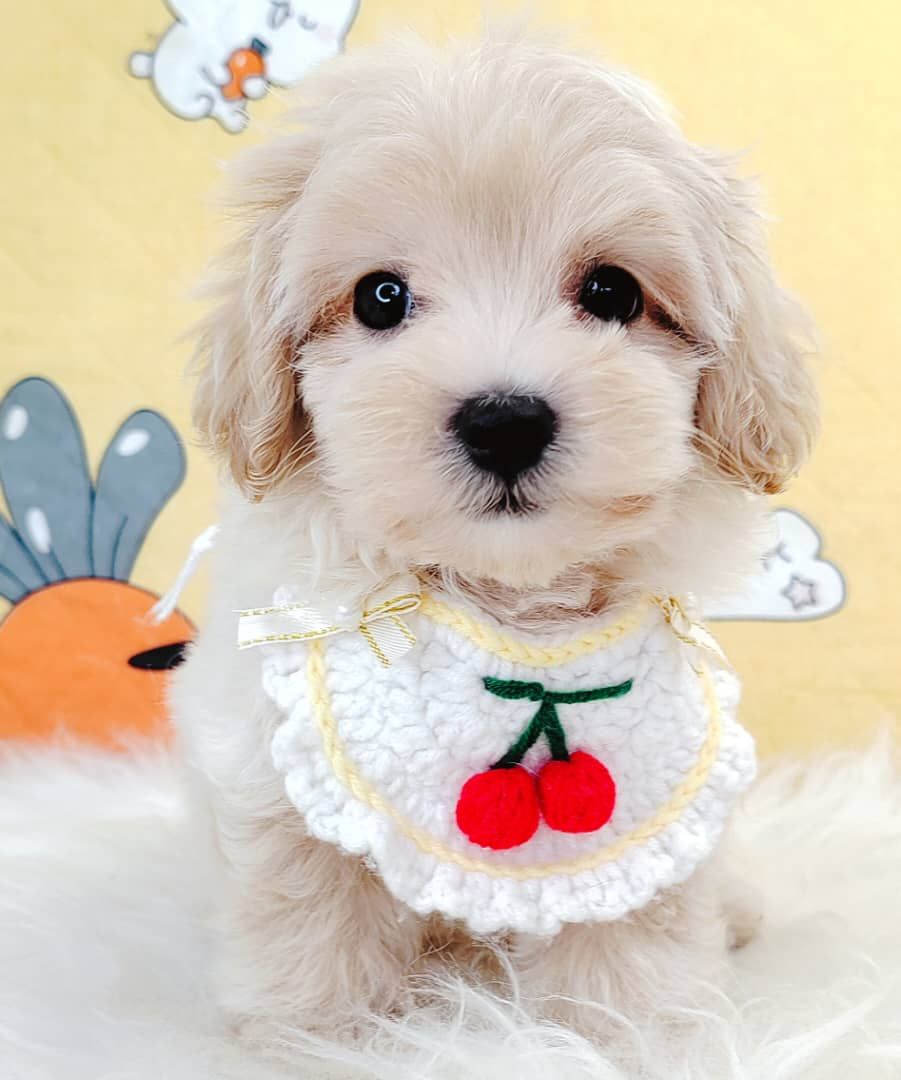 Maltipoo 马尔泰迪