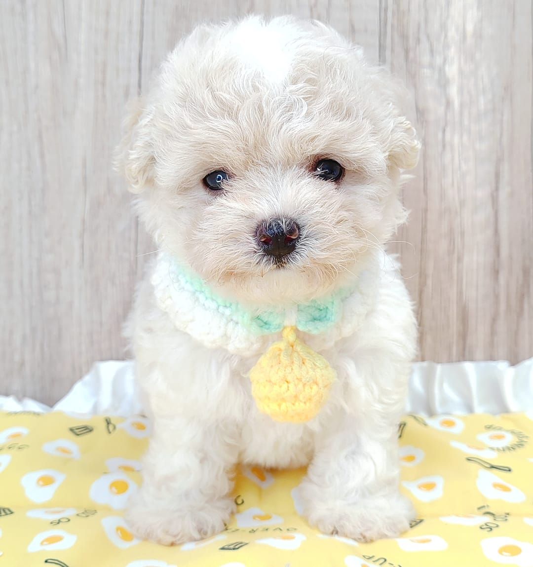 Poodle 娉拌开璐靛
