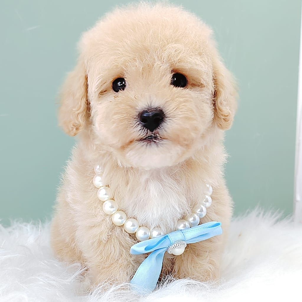 Poodle 娉拌开璐靛