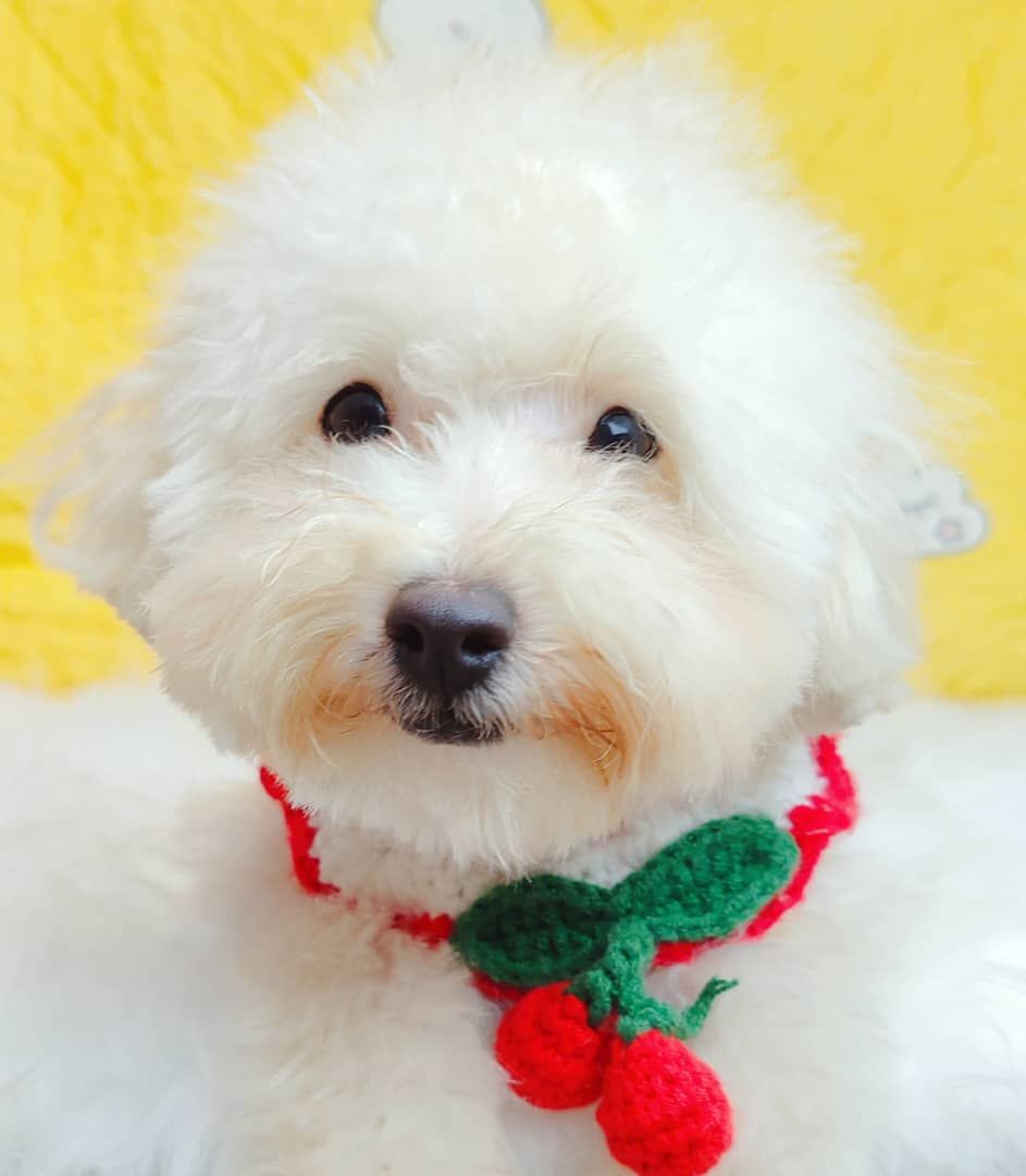 Maltipoo 马尔泰迪
