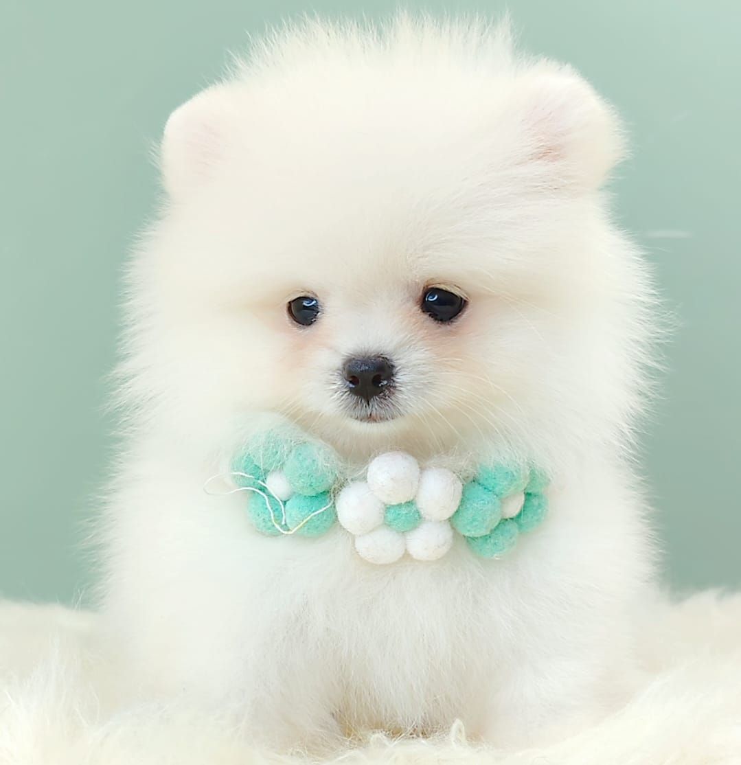 Pomeranian 博美