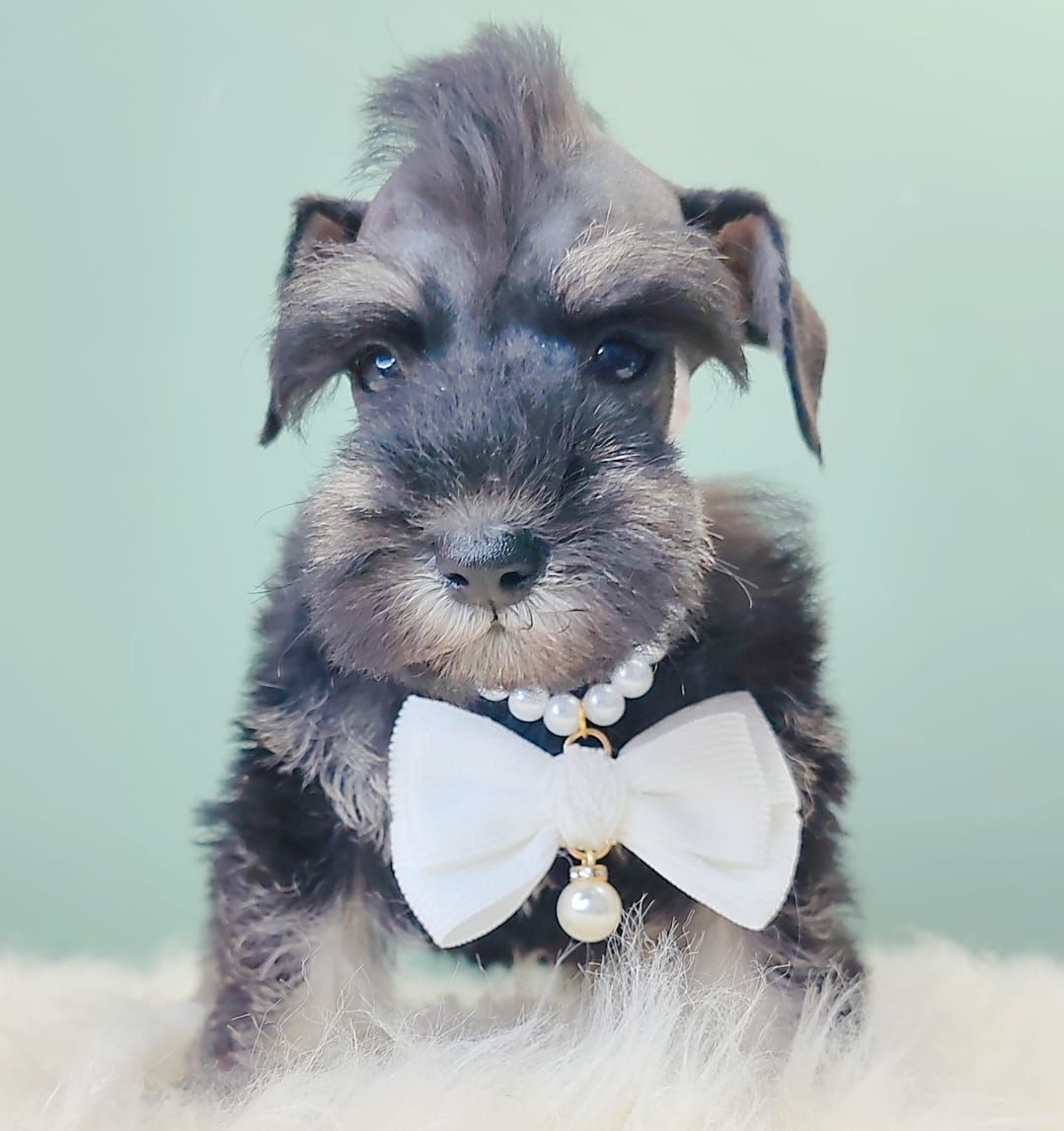 Schnauzer 雪纳瑞