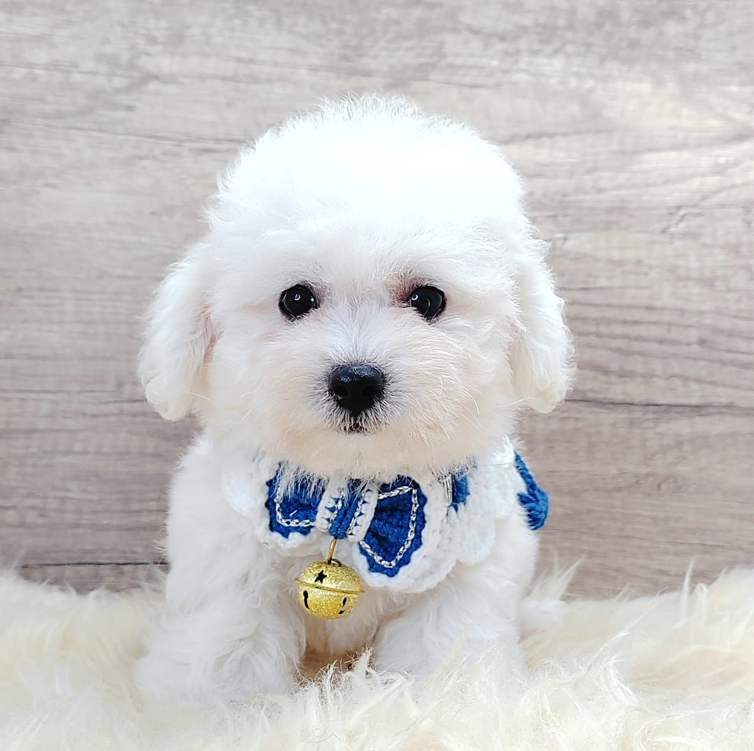 Poodle 娉拌开璐靛