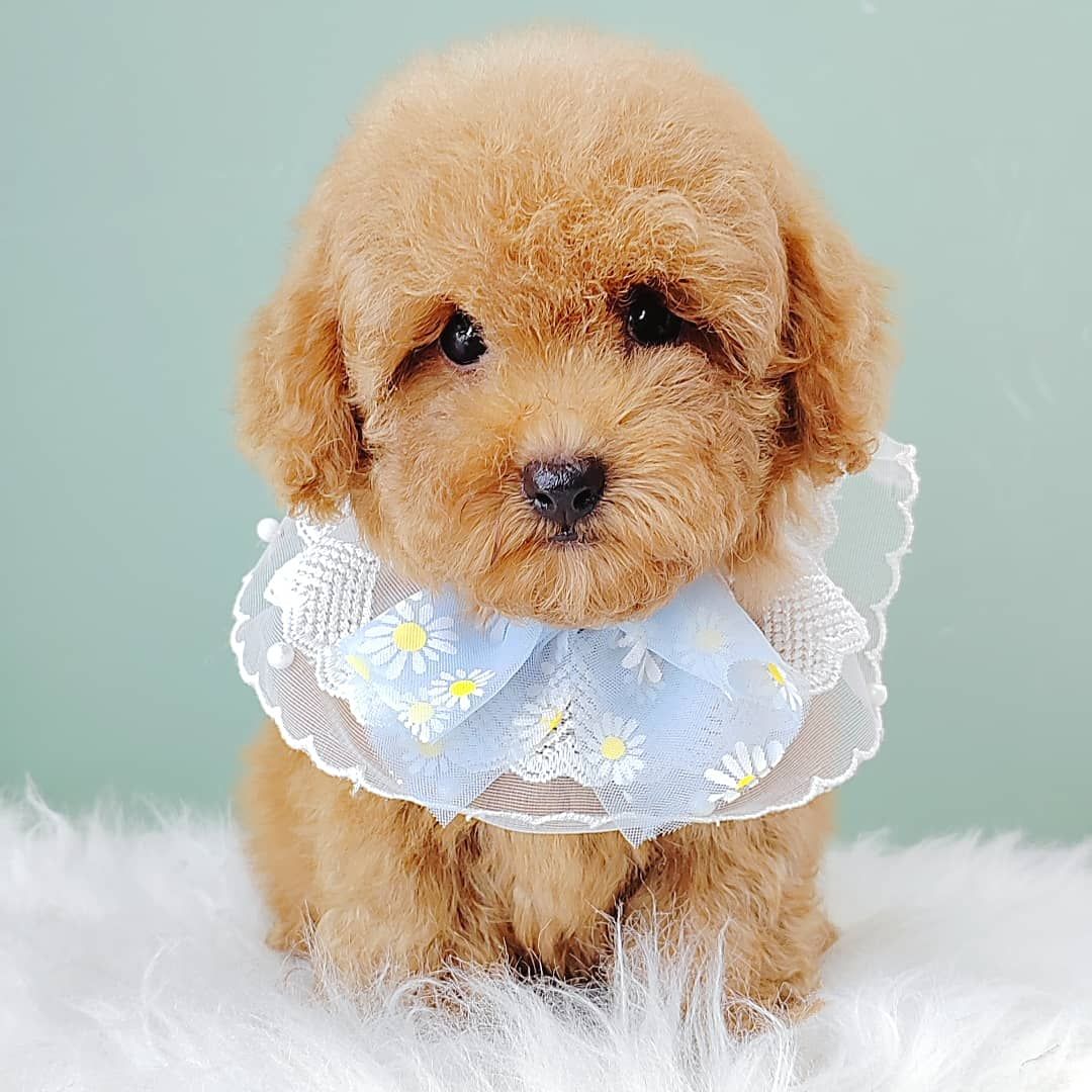 Poodle 娉拌开璐靛