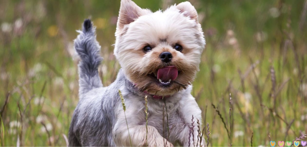 Yorkshire Terrier 约克夏