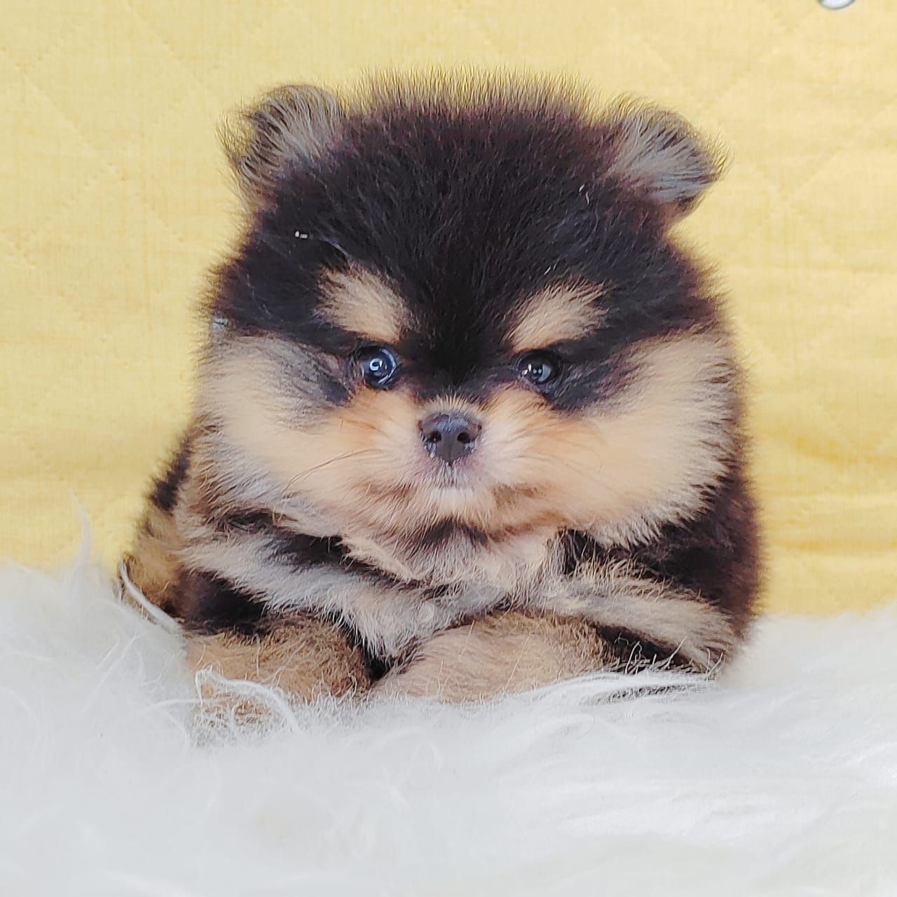Pomeranian 博美