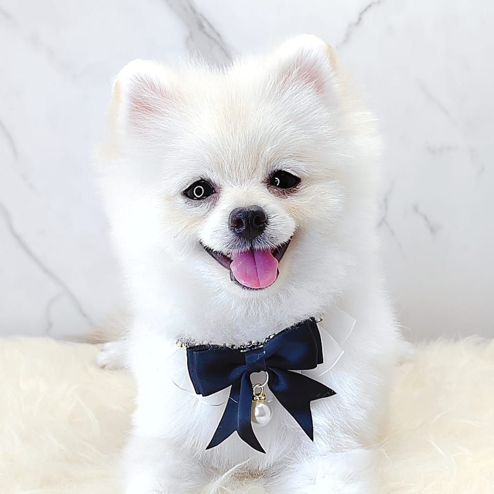 Pomeranian 博美