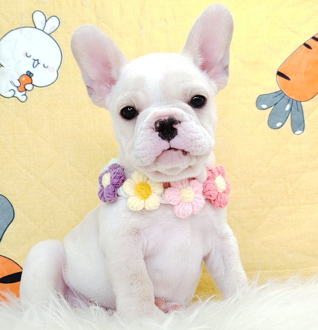 French Bulldog 法斗